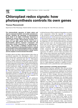Chloroplast redox signals: how photosynthesis controls its own genes