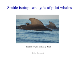 Documenting interactions between pilot whales and the pelagic