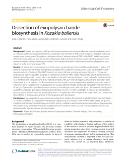 Dissection of exopolysaccharide biosynthesis in Kozakia baliensis