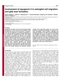 Involvement of aquaporin-4 in astroglial cell migration and glial scar