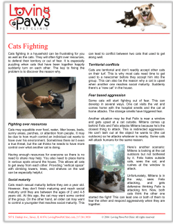 Cats Fighting - Loving Paws Pet Clinic