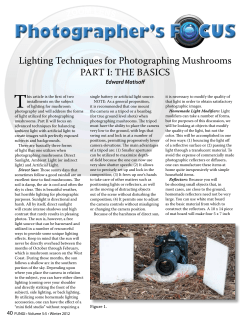 Lighting Techniques for Photographing Mushrooms PART I: THE