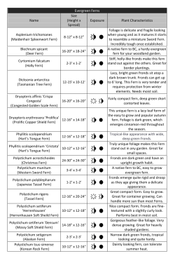 Maidenhair Spleenwort Fern