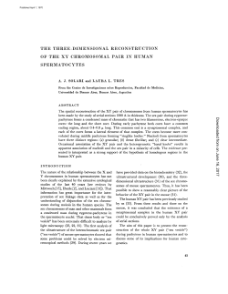 the three-dimensional reconstruction of the xy chromosomal pair in