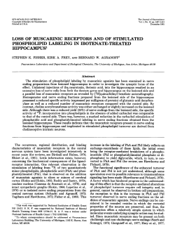 loss of muscarinic receptors and of stimulated phospholipid labeling