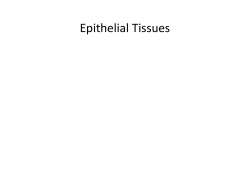 Epithelial Tissues
