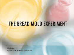 the bread mold experiment