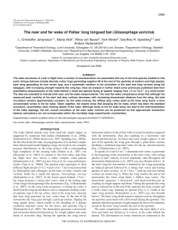 The near and far wake of Pallasʼ long tongued bat (Glossophaga