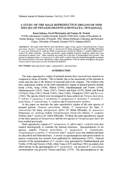 A study of the male reproductive organs of nine species of penaeid