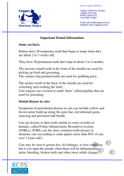 Important Dental Information Some cat facts: Kittens have 26