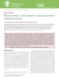 Hawk models, hawk mimics, and antipredator