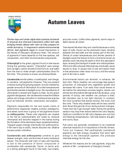 Autumn Leaves