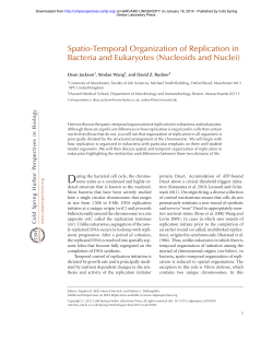 Spatio-Temporal Organization of Replication in