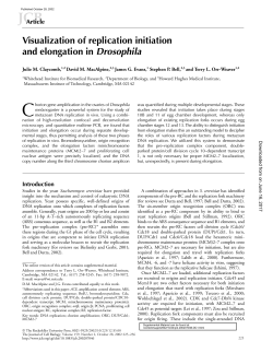 Visualization of replication initiation and elongation in Drosophila