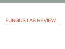 Fungi Lab Review - Napa Valley College