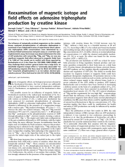 reexamination of magnetic isotope and field effects