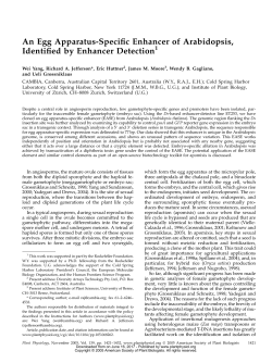 An Egg Apparatus-Specific Enhancer of