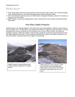 Did You Know ? How Many Ad&eacute;lie Penguins