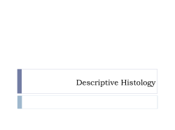 Descriptive Histology