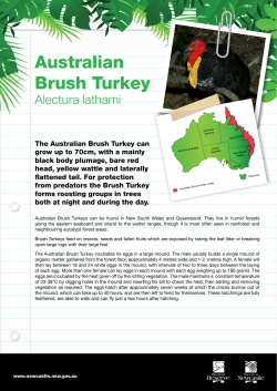 Australian Brush Turkey - Newcastle City Council