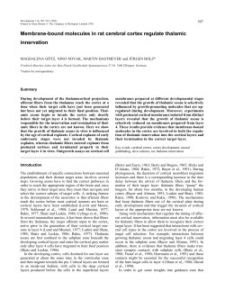 Membrane-bound molecules in rat cerebral cortex