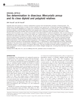 Sex determination in dioecious Mercurialis annua and its