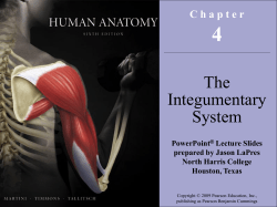 The Integumentary System