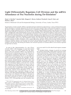Light Differentially Regulates Cell Division and