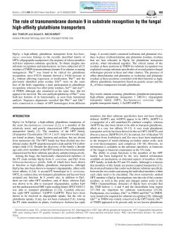 The role of transmembrane domain 9 in substrate recognition by the