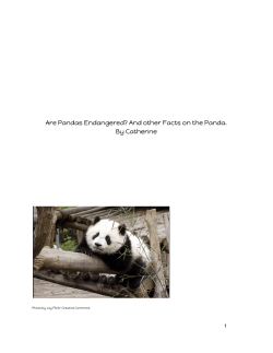 Are Pandas Endangered? And other Facts on the Panda