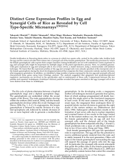 Distinct Gene Expression Profiles in Egg and Synergid Cells of Rice