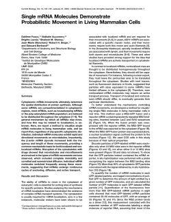 Single mRNA Molecules Demonstrate Probabilistic Movement in