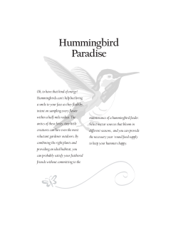 Hummingbird Paradise8.5x11 Purp