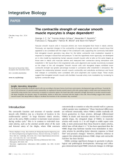 The contractile strength of vascular smooth muscle myocytes is