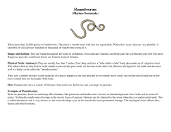 Roundworms - Exploring Nature