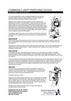 commonly kept perching ducks - British Waterfowl Association