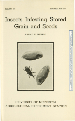 Insects Infesting Stored Grain and Seeds