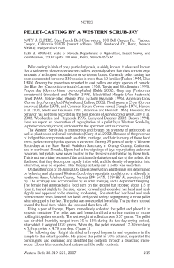 Pellet-Casting by a Western sCrub-Jay