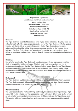 English name: Tiger Shrimp Scientific name: Caridina cf