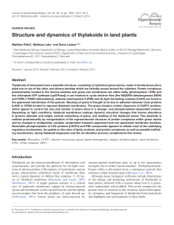 Structure and dynamics of thylakoids in land plants