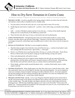 How to Dry Farm Tomatoes in Contra Costa