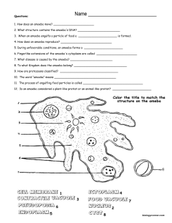 09. Amoeba Questions and Picture