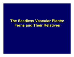 The Seedless Vascular Plants: Ferns and Their Relatives