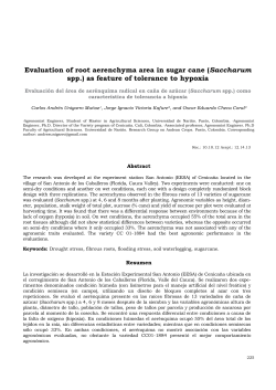 Evaluation of root aerenchyma area in sugar cane (Saccharum spp