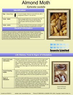 Almond Moth - Insects Limited