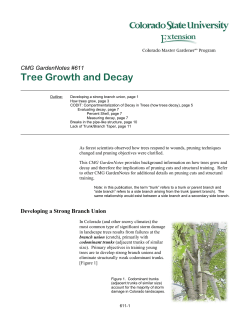 Tree Growth and Decay - Colorado State University Extension