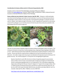 Considerations for downy mildew control in Wisconsin hop