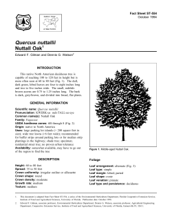 Quercus nuttallii Nuttall Oak