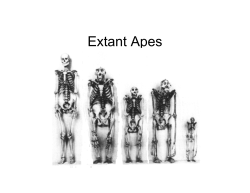 Anthro 101 (4) SHORT Ev of Apes and Hominins
