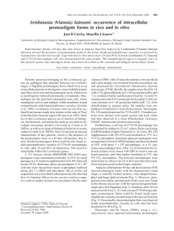 Leishmania (Viannia) lainsoni: occurrence of